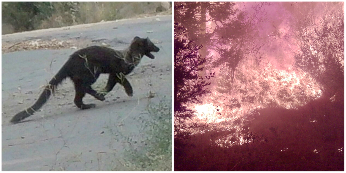 An endangered fisher, left, seen running from the Creek Fire in the Dogwood neighborhood below the village of Shaver Lake on Sept. 7. Hours later, the wildfire burned that area, right. Both images came from trail cameras on the property belonging to resident Scott Silva, whose home there was destroyed by the blaze.