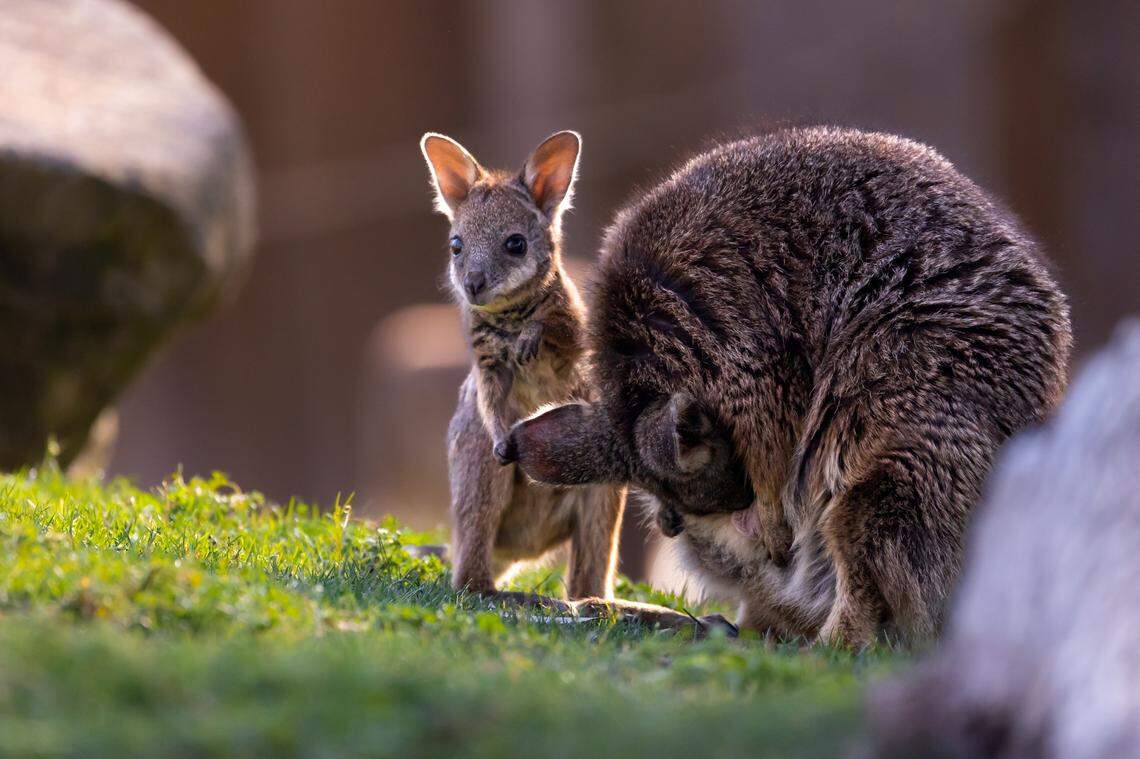 A baby wallaby outside its mother’s pouch at the Fresno Chaffee Zoo.