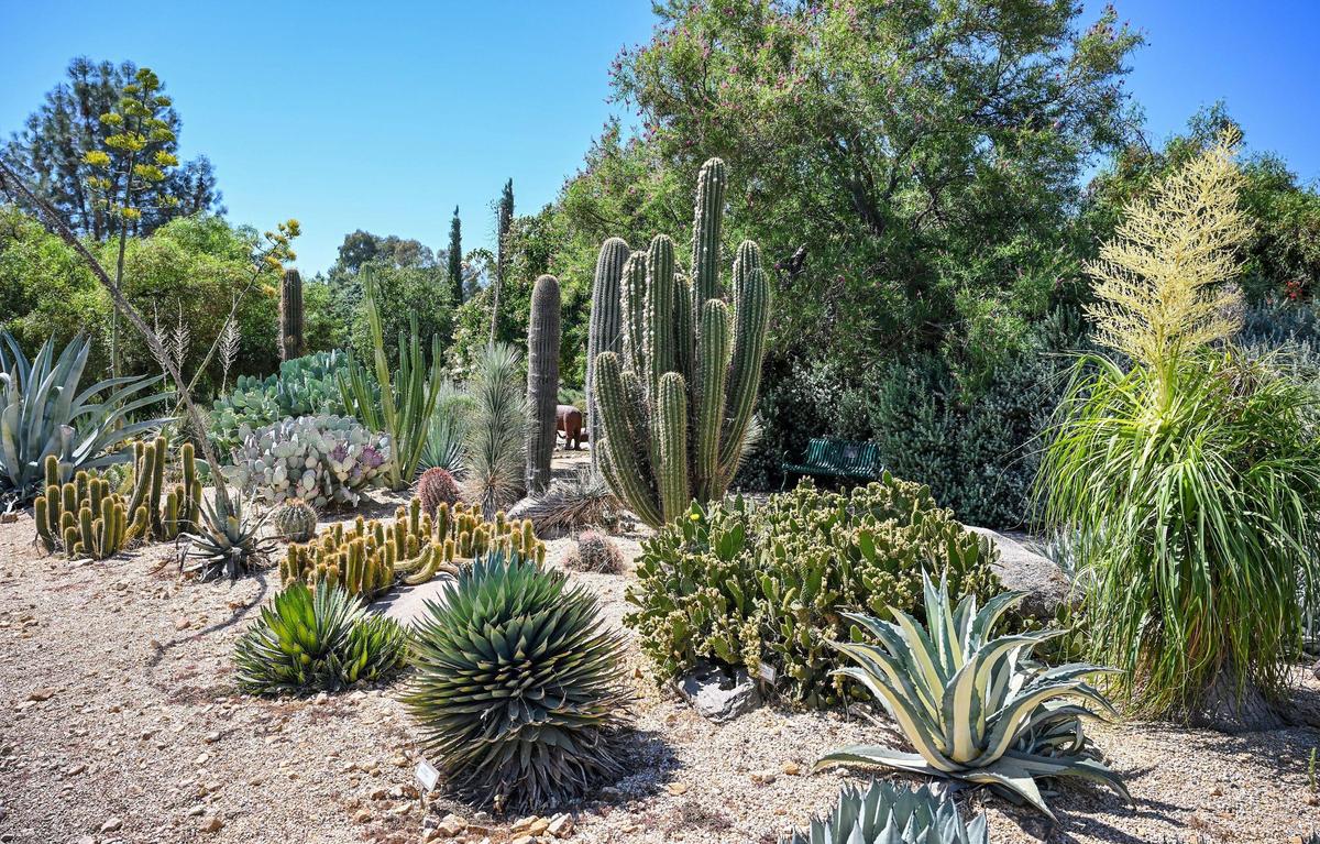 A cactus garden is one of many features designated throughout the Clovis Botanical Garden on Clovis Avenue near Alluvial. The garden started in 2002 with one acre of land and has grown to about four acres.