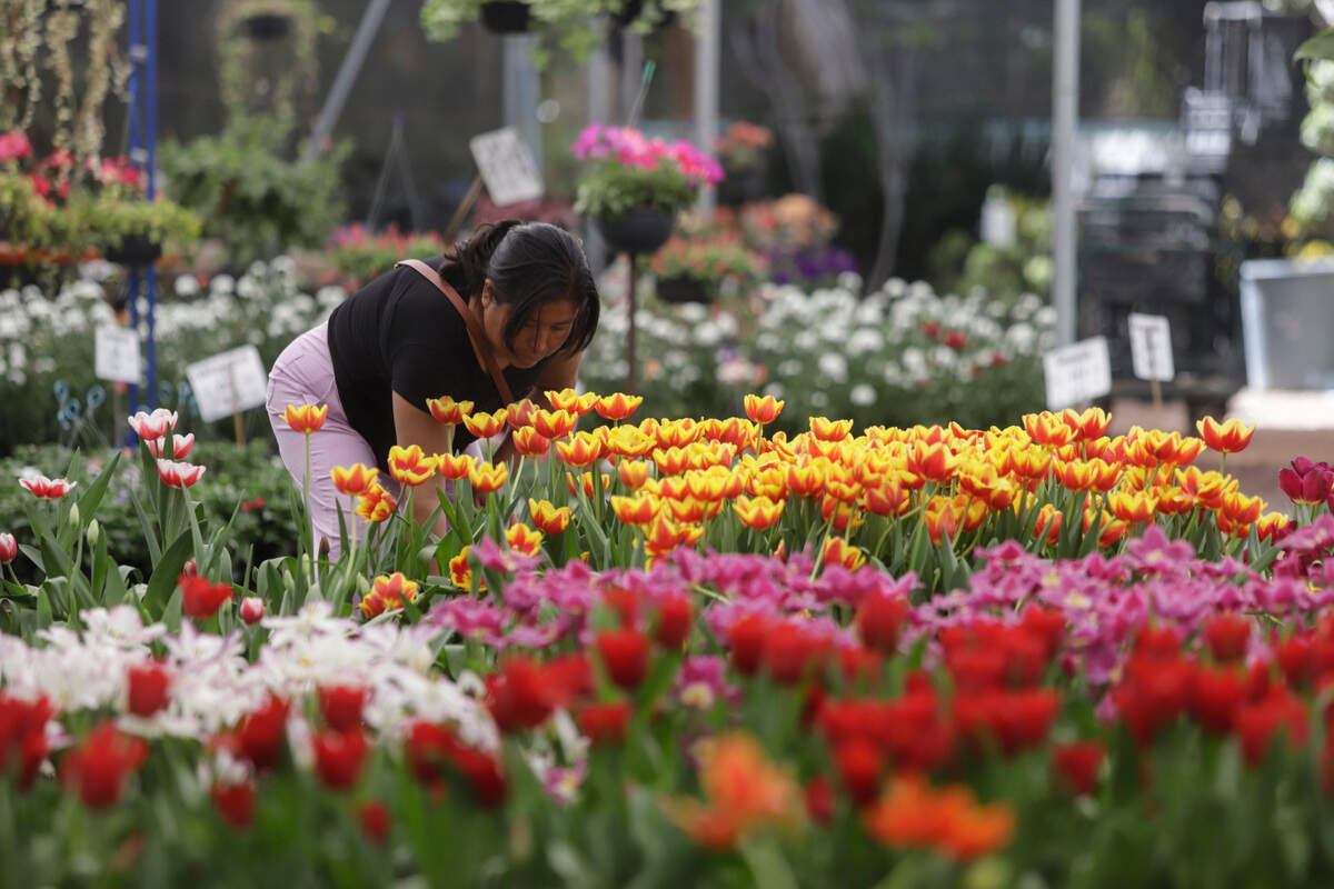 Vendedores ofrecen tulipanes previo al Día de San Valentín, el 12 de febrero de 2024, en el municipio de Atlixco, en Puebla.