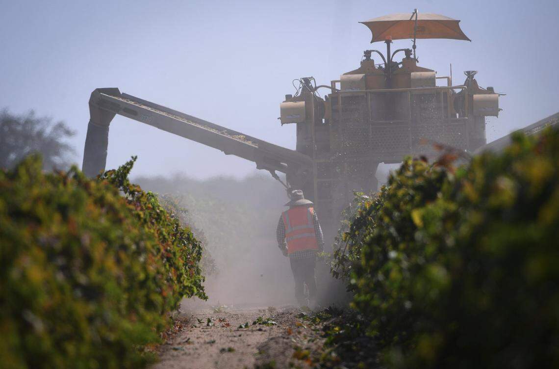 A worker follows a raisin harvesting machine at a farm near Fresno in this 2021 photo.