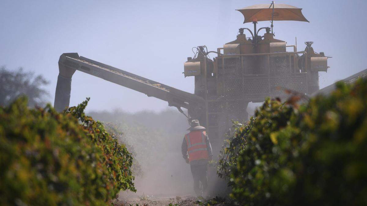 A worker follows a raisin harvesting machine at a farm near Fresno in this 2021 photo.