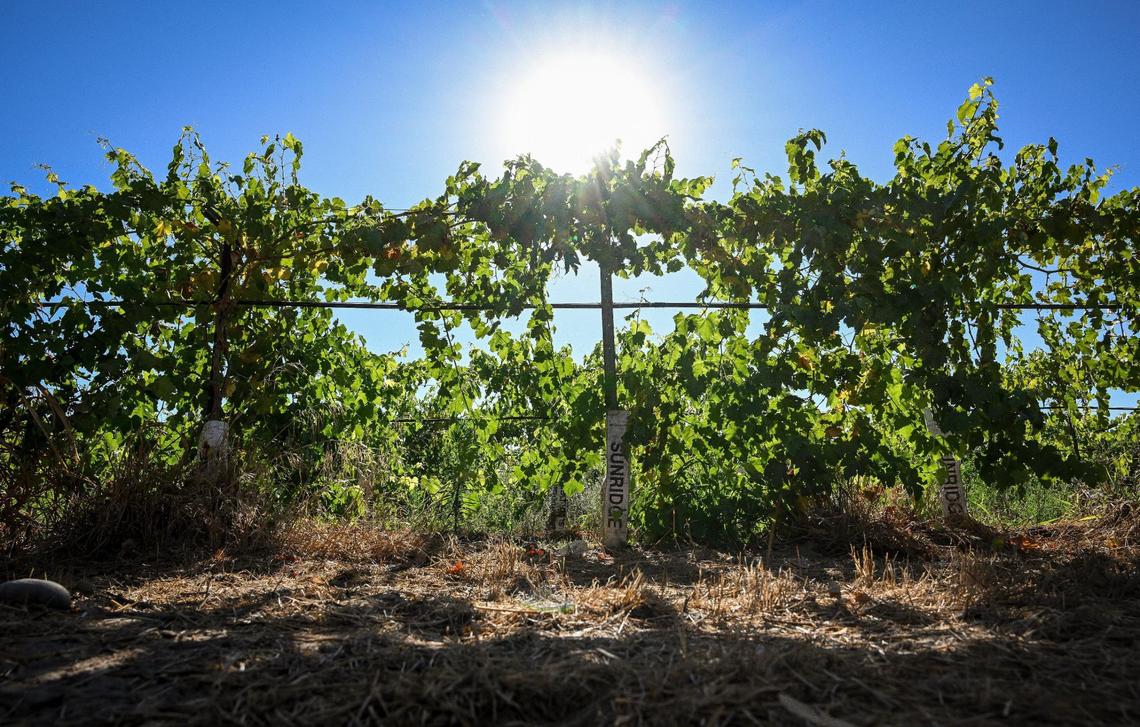 A vineyard row soaks up some early sunlight on longtime raisin grower Dwayne Cardoza’s ranch southwest of Fresno. Cardoza has been experimenting with a new hybrid raisin grape that dries on the vine rather than on trays in the sun, reducing labor costs.