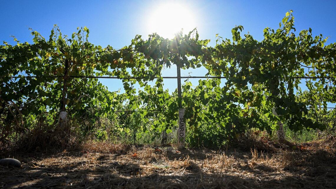 USDA reorganization snubs ag-rich California. That is not good | Opinion