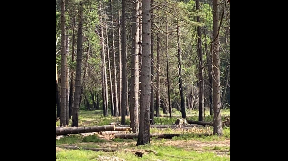 A hiker at Yosemite National Park in California recently spotted a black bear and her well-hidden cubs.