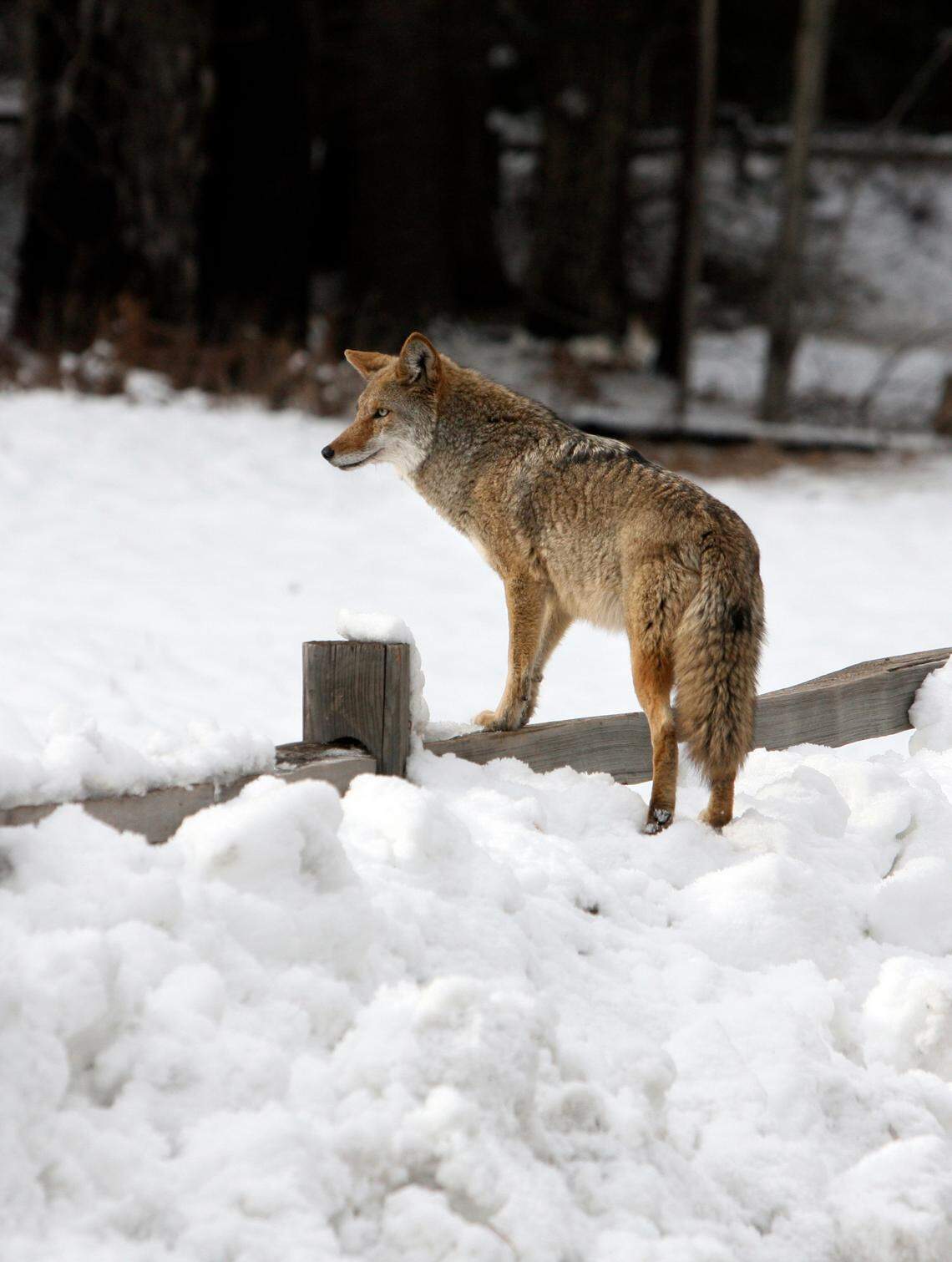 A coyote hops over a fence onto a snow-covered meadow in front of Curry Village in Yosemite National Park looking for food on Thursday, Dec. 27, 2007.