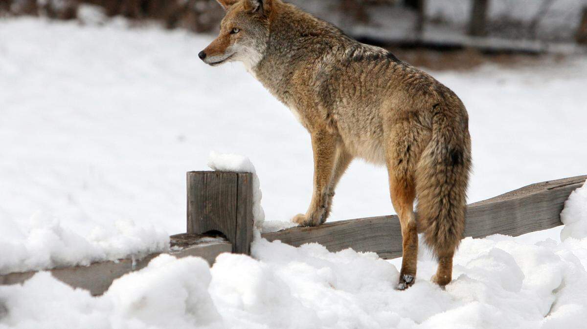 A coyote hops over a fence onto a snow-covered meadow in front of Curry Village in Yosemite National Park looking for food on Thursday, Dec. 27, 2007.