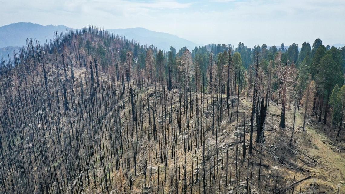 The top of a ridge in the Mountain Home Demonstration State Forest shows where the 2020 Castle Fire burned to the top, killing many trees including giant sequoias, but spared trees on the other side, as seen in this drone image on Tuesday, April 26, 2022.