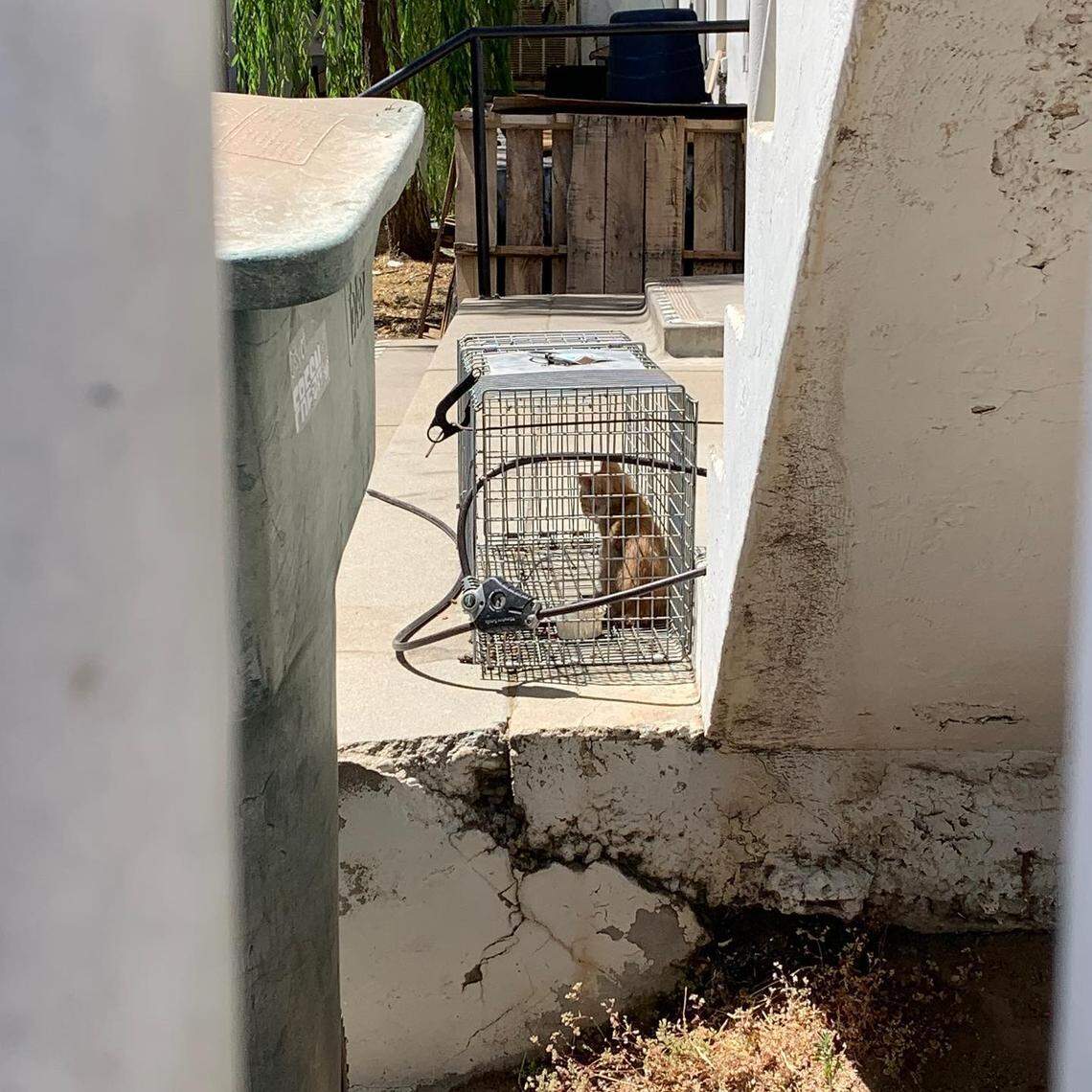 A cat found in a pest control cage outside Fellowship Missionary Baptist Church in central Fresno on July 6, 2020.