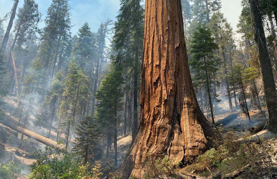 A giant sequoia tree in the Mariposa Grove stands amid smoke rising from the forest floor after the Washburn Fire burned through the area in California’s Yosemite National Park on Saturday, July 9, 2022.
