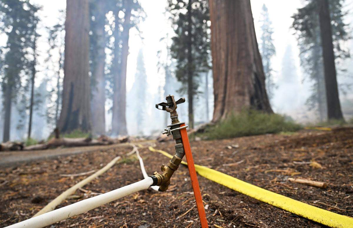 A sprinkler head is seen, part of a system installed to protect the McKinley Grove of giant sequoias from the Garbnet Fire along Dinkey Creek Road just southeast of DInkey Creek Campground Tuesday, Sept. 9, 2025. The lightning-caused fire which began Aug. 24 was reported by CALFIRE to be 15% contained at 56,724 acres burned on Tuesday.