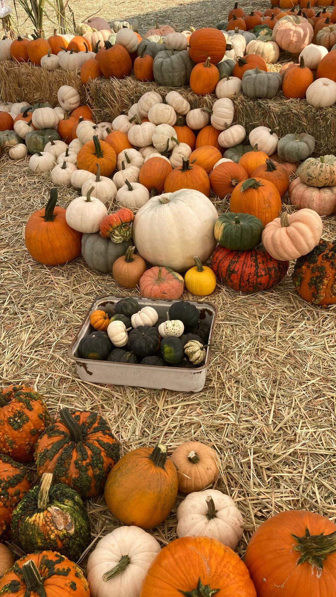 A variety of pumpkins are available at Wild Patch Pumpkins in Clovis.