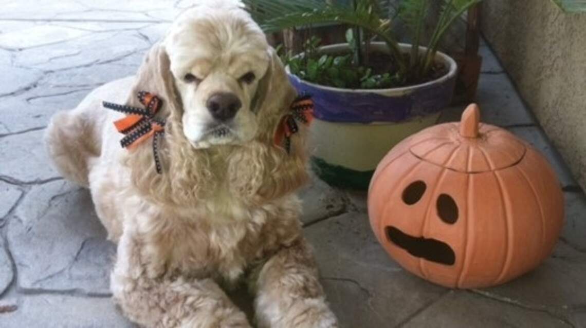 Annie, Lilly and Toby in Pet Pix!