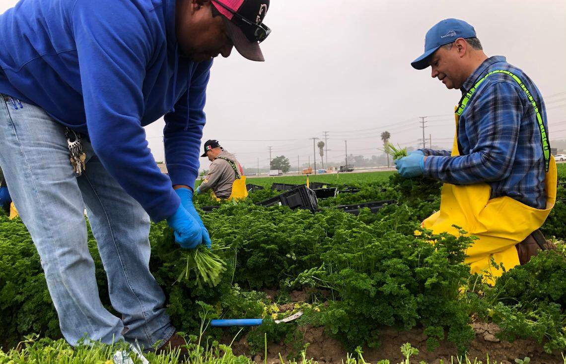 U.S. Senator Alex Padilla (D-California) works in a parsley harvest alongside California farmworkers at Muranaka Farms on Friday, June 3, 2022, as part of the United Farm Workers and UFW Foundation’s ‘Take Our Jobs’ campaign.