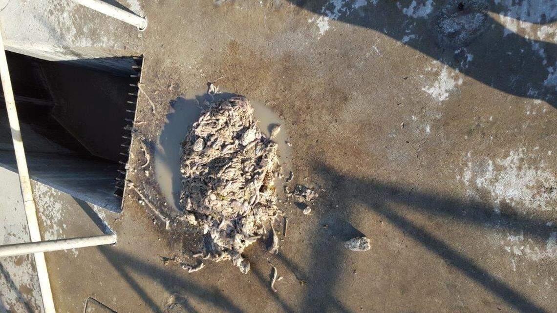 In a Sept. 29, 2015 email, Sanger city staff emailed Pitman Farms staff to report what appear to be discarded chicken parts that were received at the Industrial barscreen of the wastewater treatment plant on Saturday Sept. 26, 2015. “Hope this problem has been corrected as this material caused plugging of our airlift pumps,” said Sanger Wastewater Treatment Plant Manager Ron Franz.