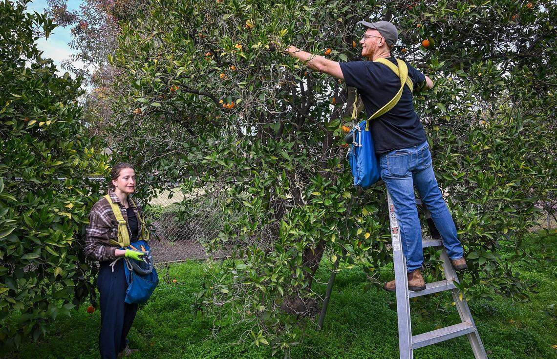 Aleeza Berman and her husband Simon pick oranges at a home in Clovis on Thursday, Feb. 5, 2026. The couple started a non profit group called Offer Kindness that provides citrus and other fruits to the needy. 