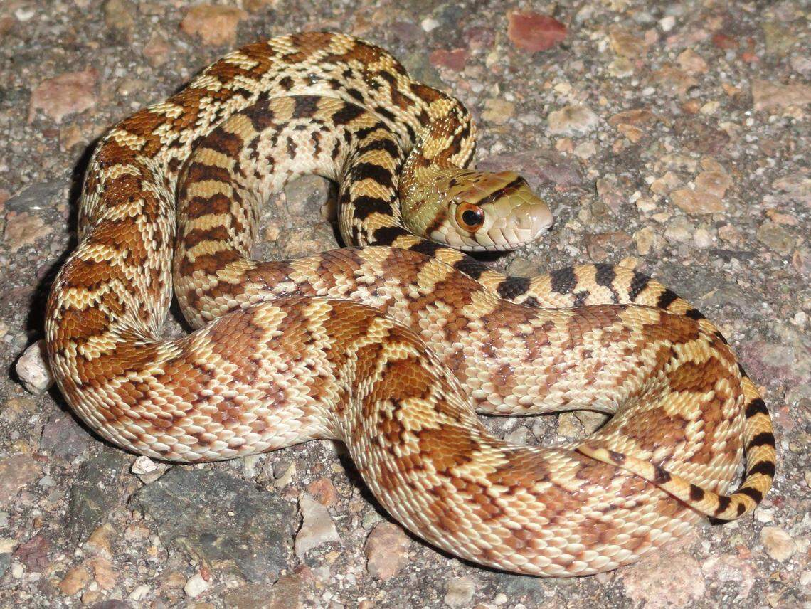 A gopher snake is one of the species that can be found in California