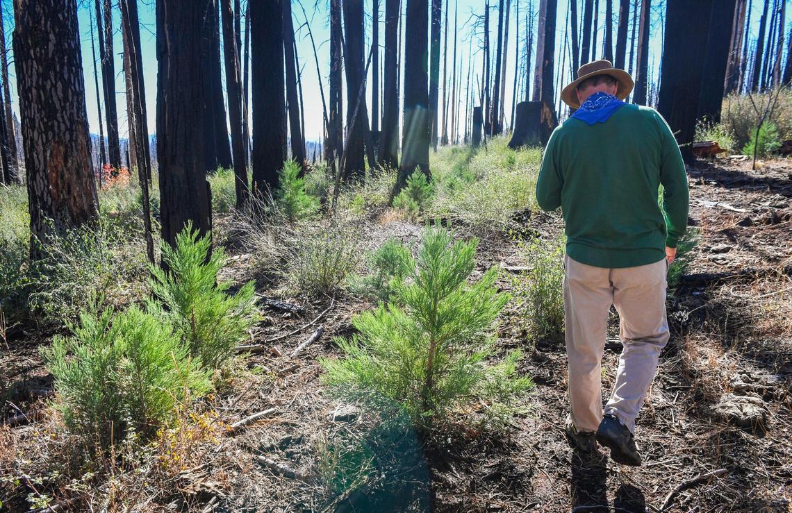 Ecologist Chad Hanson walks past several young giant sequoia trees in an area of Nelder Grove northeast of Oakhurst, on Wednesday, Oct. 27, 2021. Although the 2017 Railroad Fire destroyed many of the older trees in the area, the intense heat has created the optimum habitat for germinating and growing new giant sequoia trees by the hundreds.