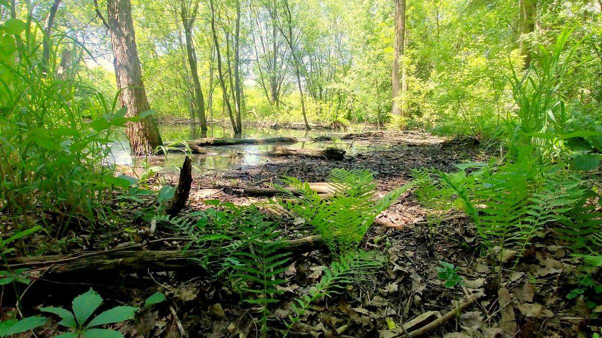 The Concannon Conservation Area is just 2 acres, but it is part of a ribbon of greenway that winds through Woodstock. A short, wood-chipped trail circles a vernal pool.