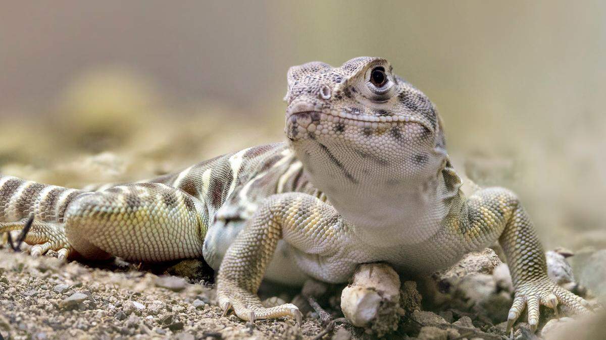 A blunt-nosed leopard lizard.