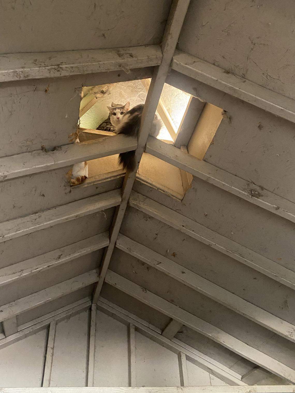 Some cats prefer spending time inside the roof of the catio coupe during hot summer days. MARYANNE CASAS-PEREZ mcasasperez@fresnobee.com