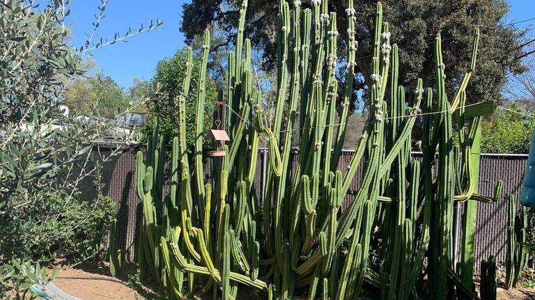 Warmer-than-usual March may signal a hotter spring and summer in Fresno