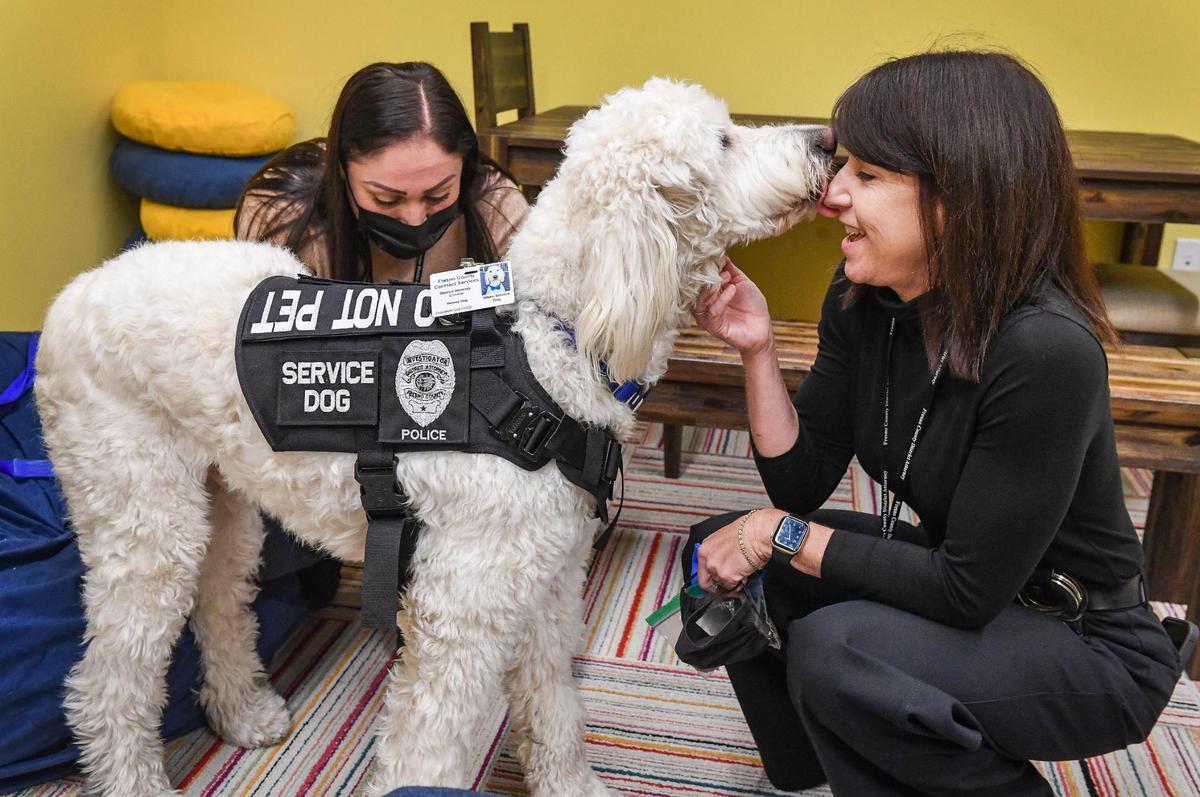 Lisa Biggs, right, family protection division commander at the Fresno County District Attorney’s office, gets a kiss from Nikko, one of two new animal support team goldendoodle dogs, as his handler, investigator Lorena Jimenez, puts his harness on in the children’s room at the Fresno County District Attorney’s office in downtown Fresno on Thursday, Oct. 7, 2021. The dogs are used to help young victims of crime in coping with trauma and testifying in court.