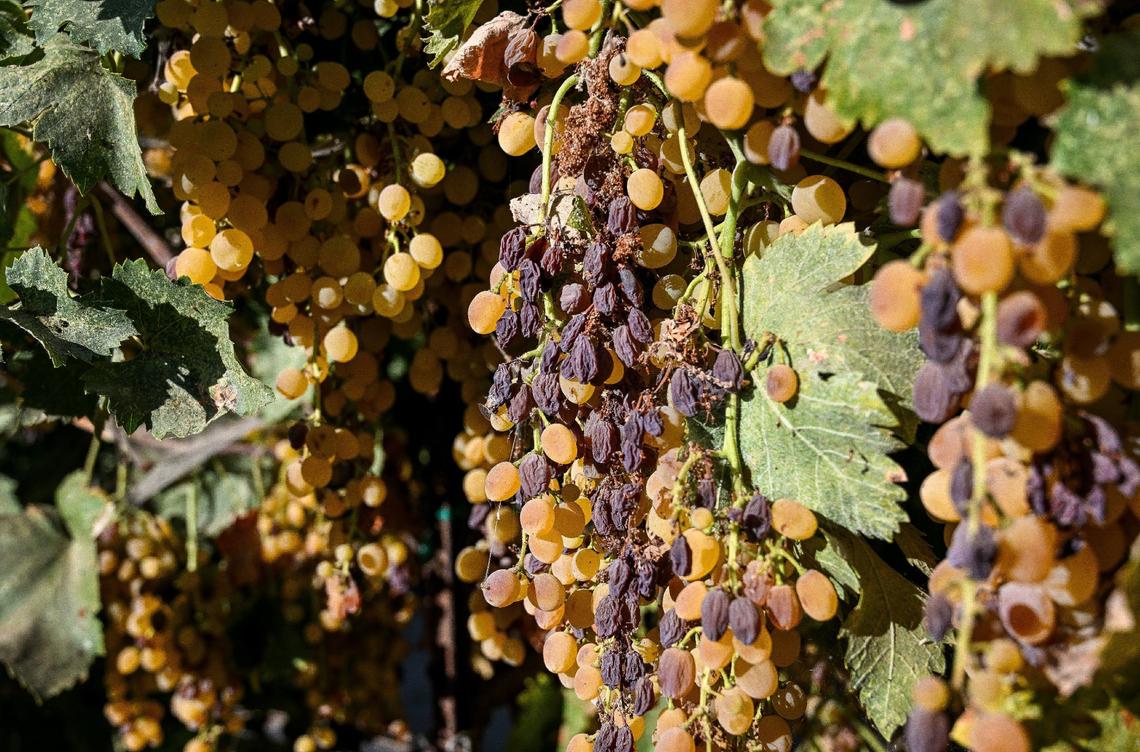 Hybrid raisin grapes dry on the vine rather than on trays placed in the sun, at longtime raisin grower Dwayne Cardozo’s ranch southwest of Fresno on Wednesday, Aug. 21, 2024. The new variety reduces the labor it takes to prune and dry the raisins.