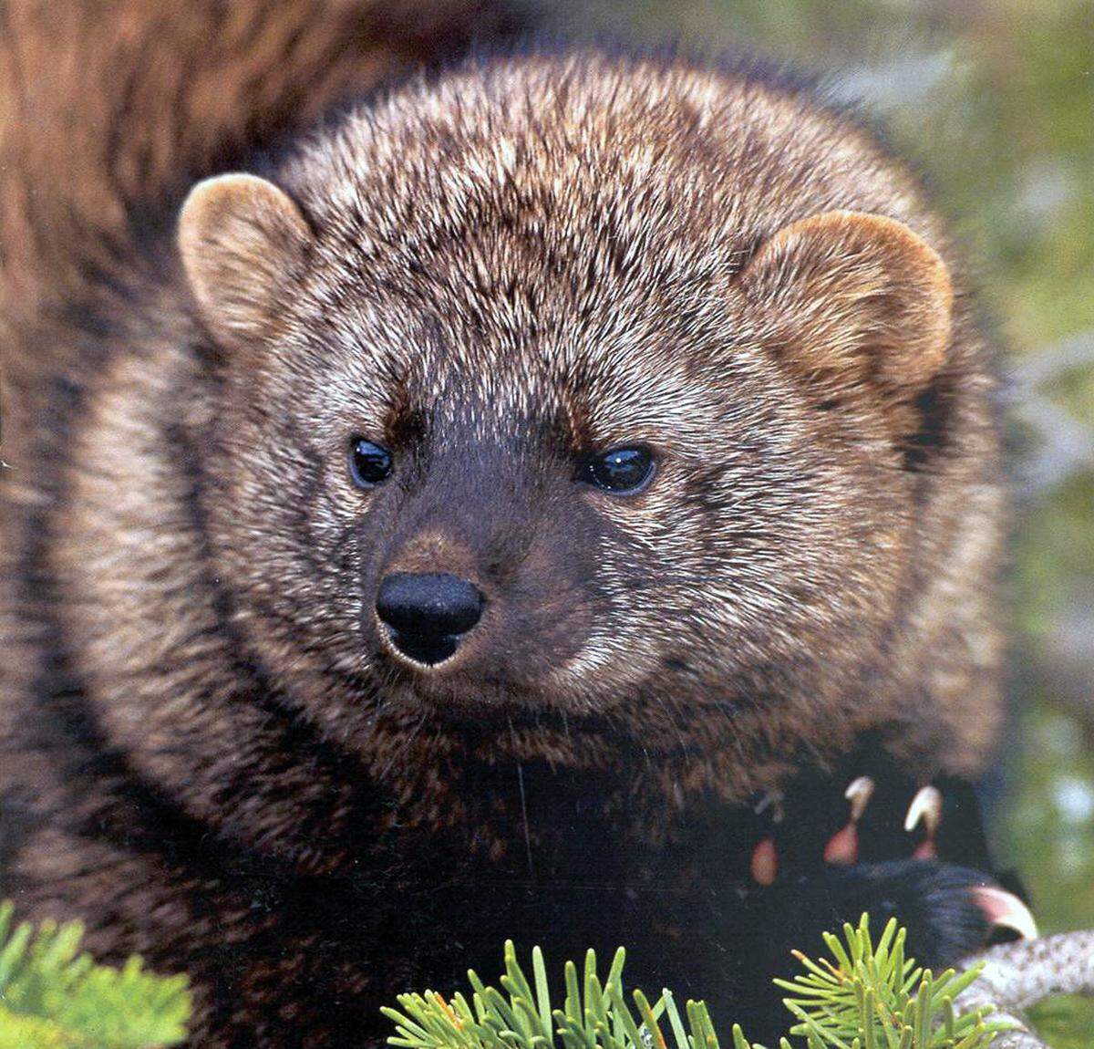 A Pacific fisher.