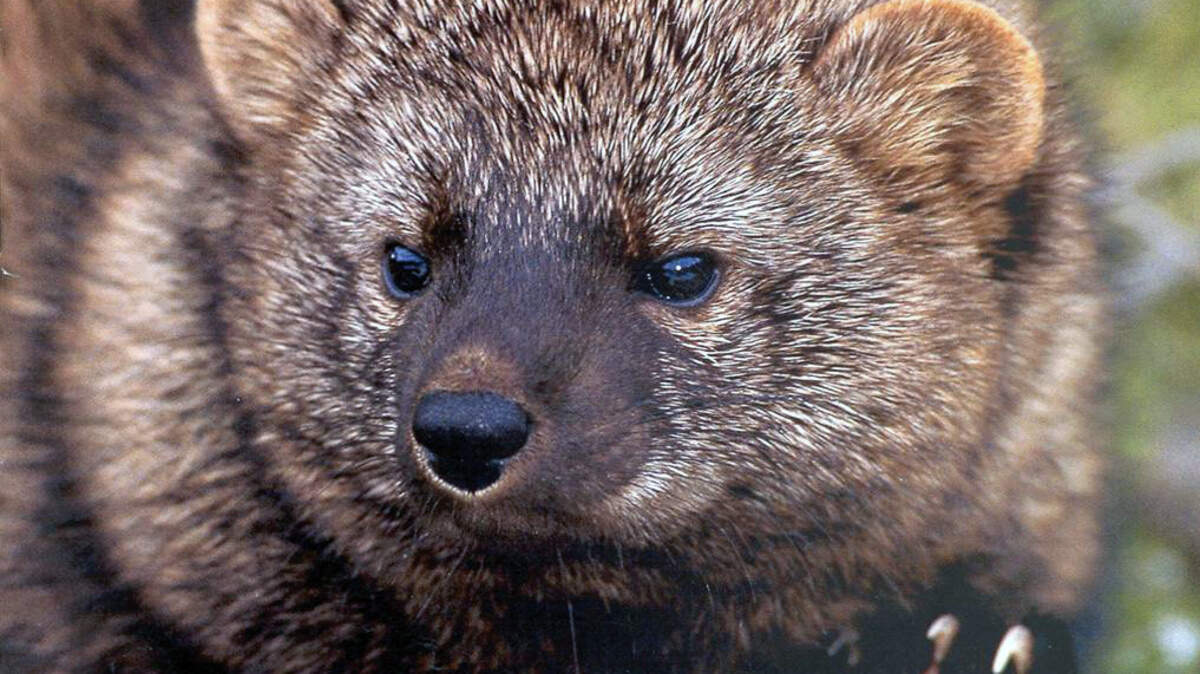 A Pacific fisher.