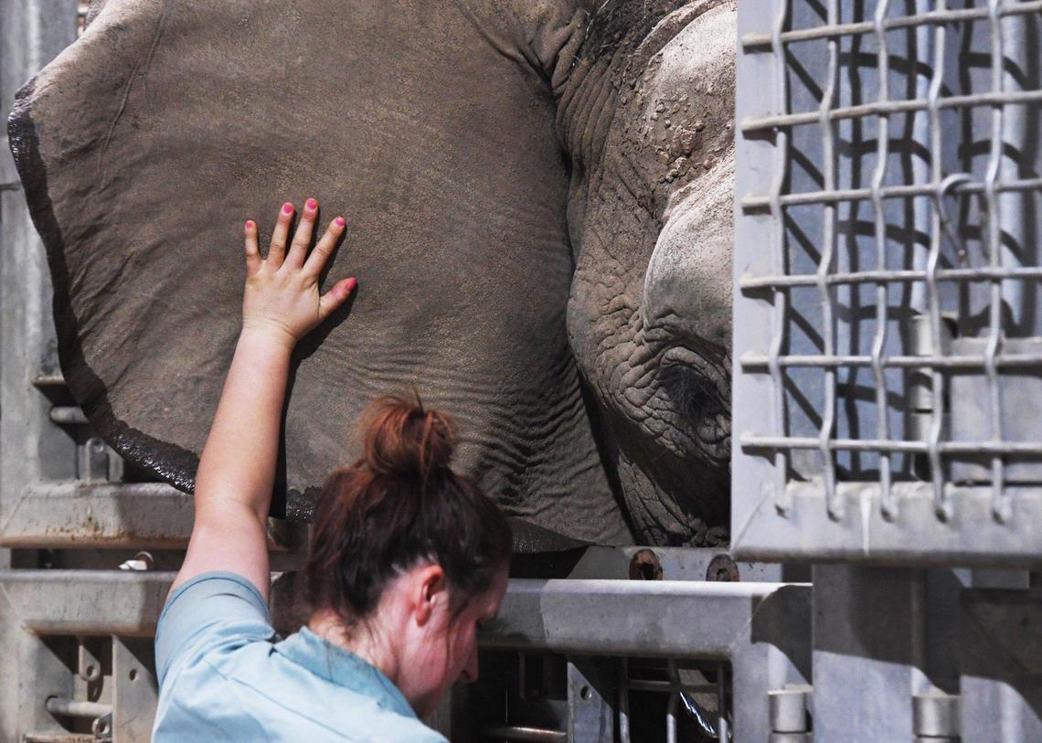 A Fresno Chaffee Zoo zookeeper offers touch to Amahle, an African savanna elephant, seen on a tour of the zoo Thursday, April 7, 2022 in Fresno.