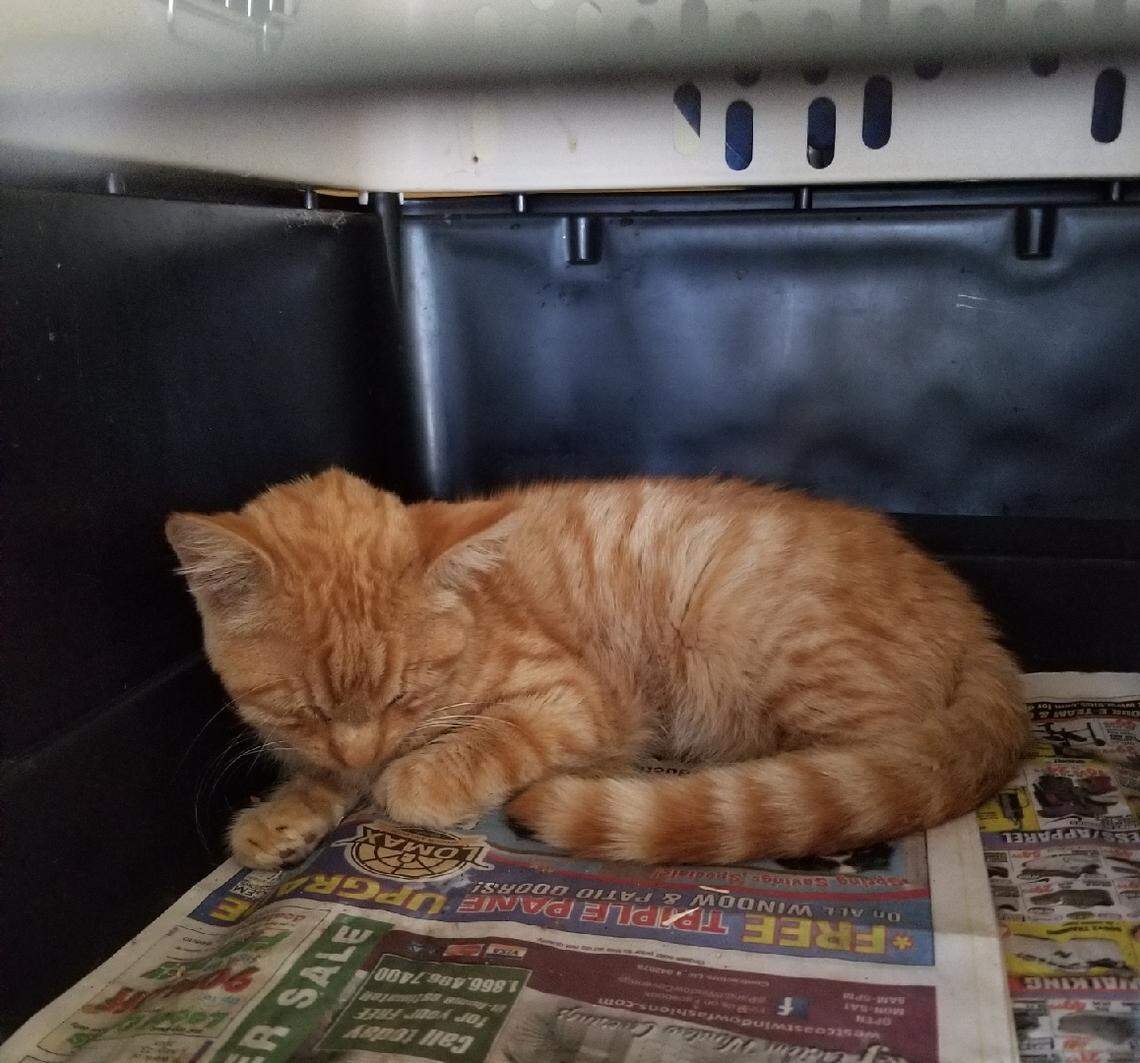 Laura Olivas’ cat, Sunshine. Sunshine died following a vicious dog attack over Labor Day weekend.