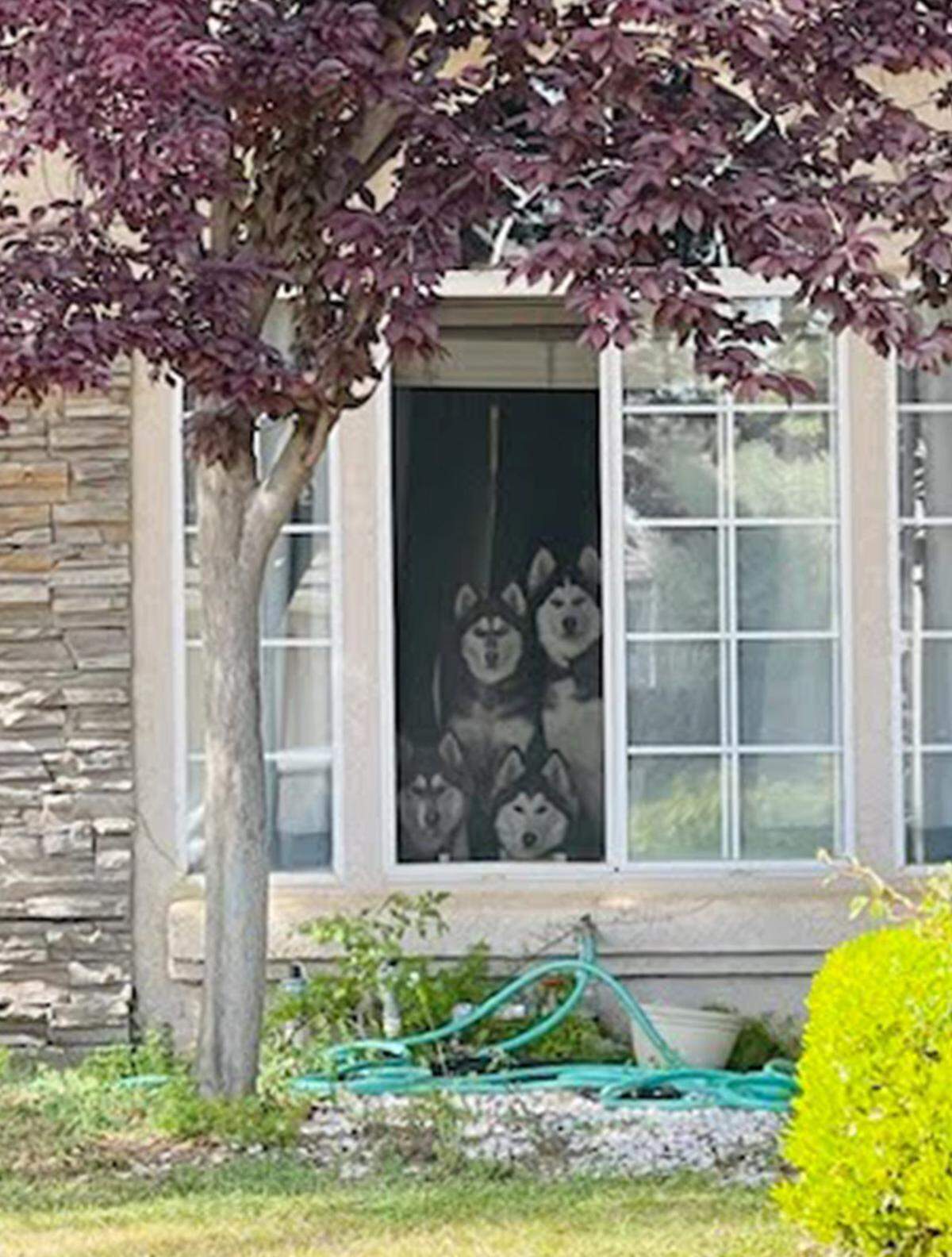 A quartet of Husky dogs have become popular at a north Fresno neighborhood, staring and howling from an upstairs window.