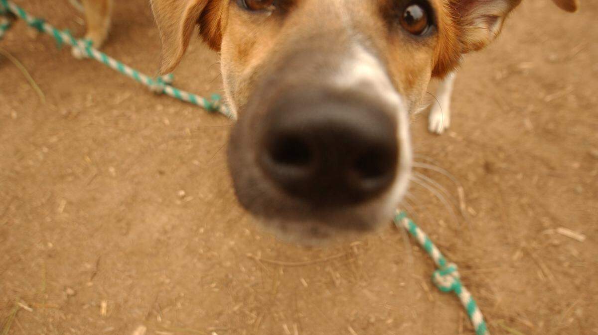 Sadie, a mix breed,, dog, plays at Raleigh’s first public dog park.