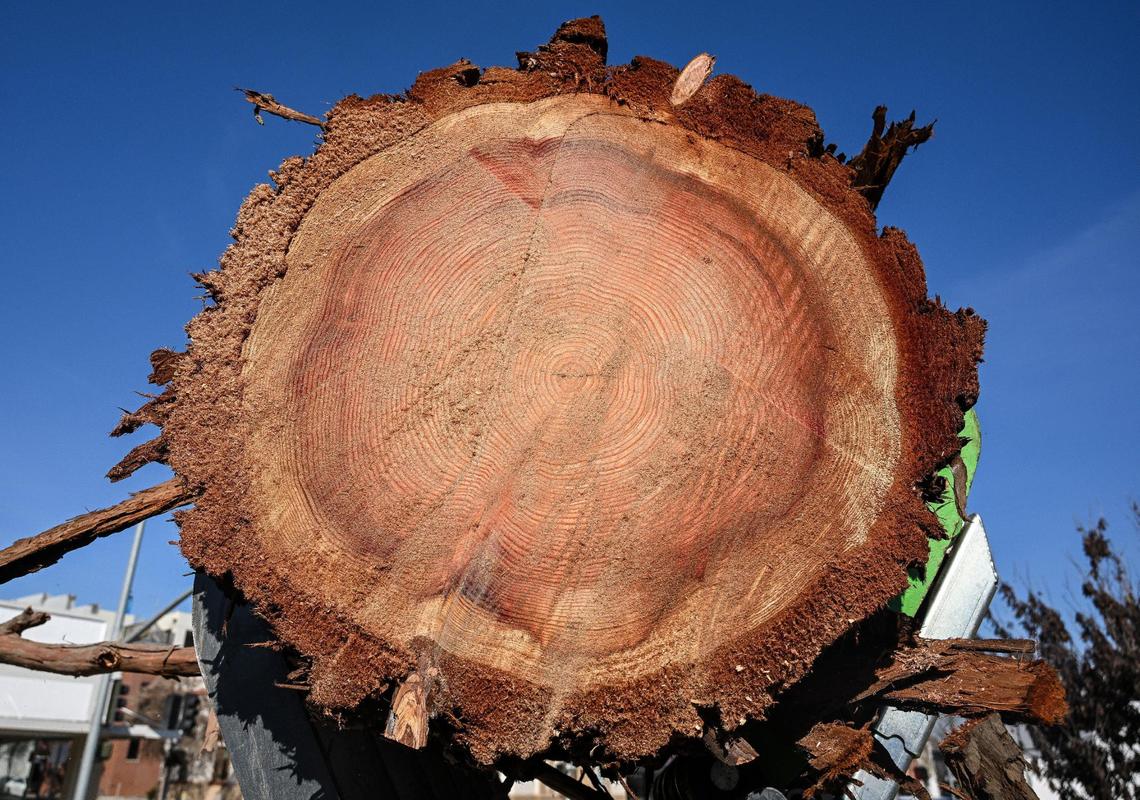 The rings of the Legacy Tree giant sequoia tree are visible on a trunk section of the tree after it was removed in downtown Visalia on Saturday, Feb. 22, 2025. The 93-year-old tree was cut down due to a fungal infection.