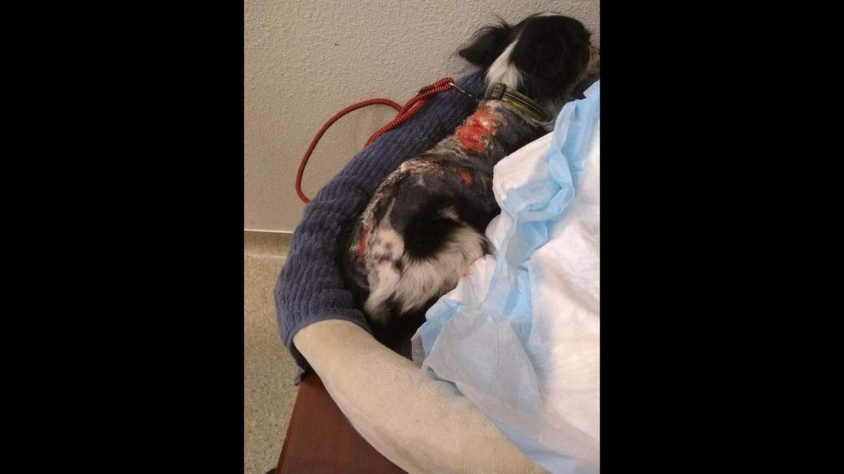 Indo, a chihuahua-terrier owned by Angelica Cardiel, suffered burns from possibly a caustic substance.