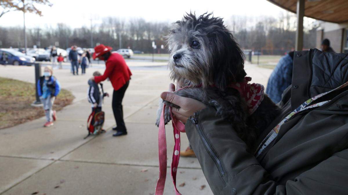 Trixie, a comfort dog, waits to greet students at the early elementary wing of the Paw Paw Elementary School on Thursday, Dec. 2, 2021, in Paw Paw, Michigan.