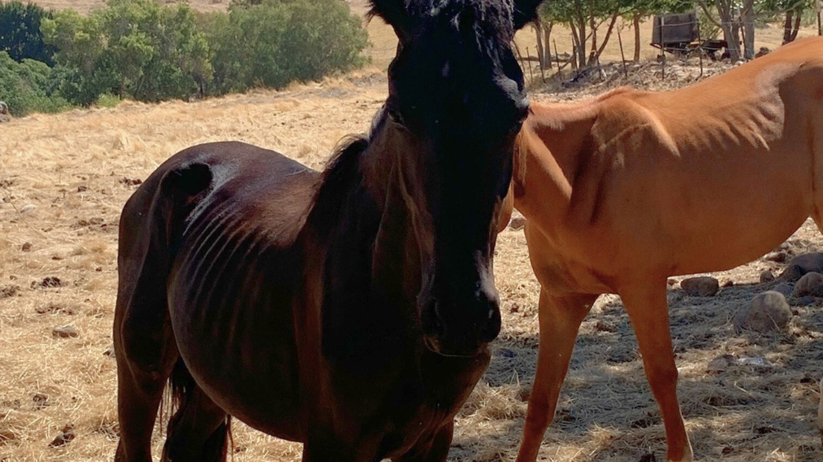 Four horses were taken from facility in Sanger and are now in the care of the Central California SPCA.