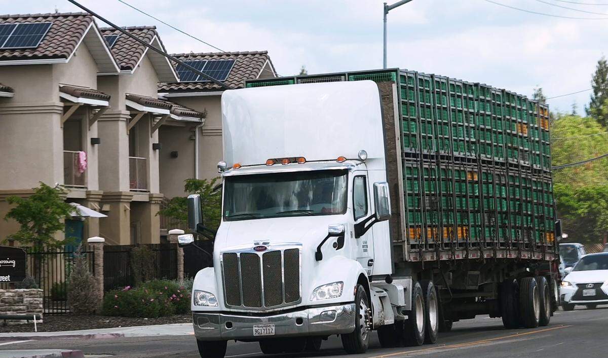 A truck carrying poutry cages pulls onto North Avenue at Pitman Farms Thursday, April 3, 3025 near the edge of Sanger.