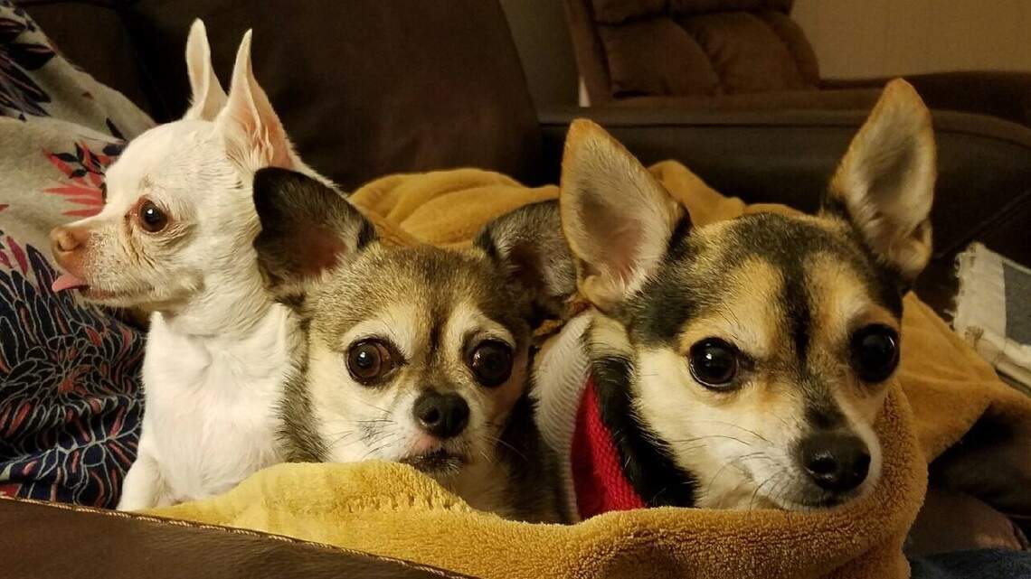 Gofur, Wally & Crackers, Mollie and Willy & Tax in Pet Pix!