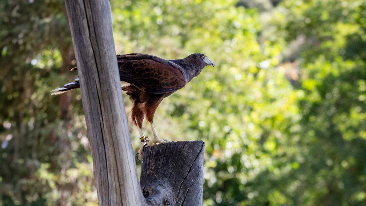 Ripley, a Harris Hawk that has been missing for more than a year, was returned to Fresno Chaffee Zoo at the end of July 2025.