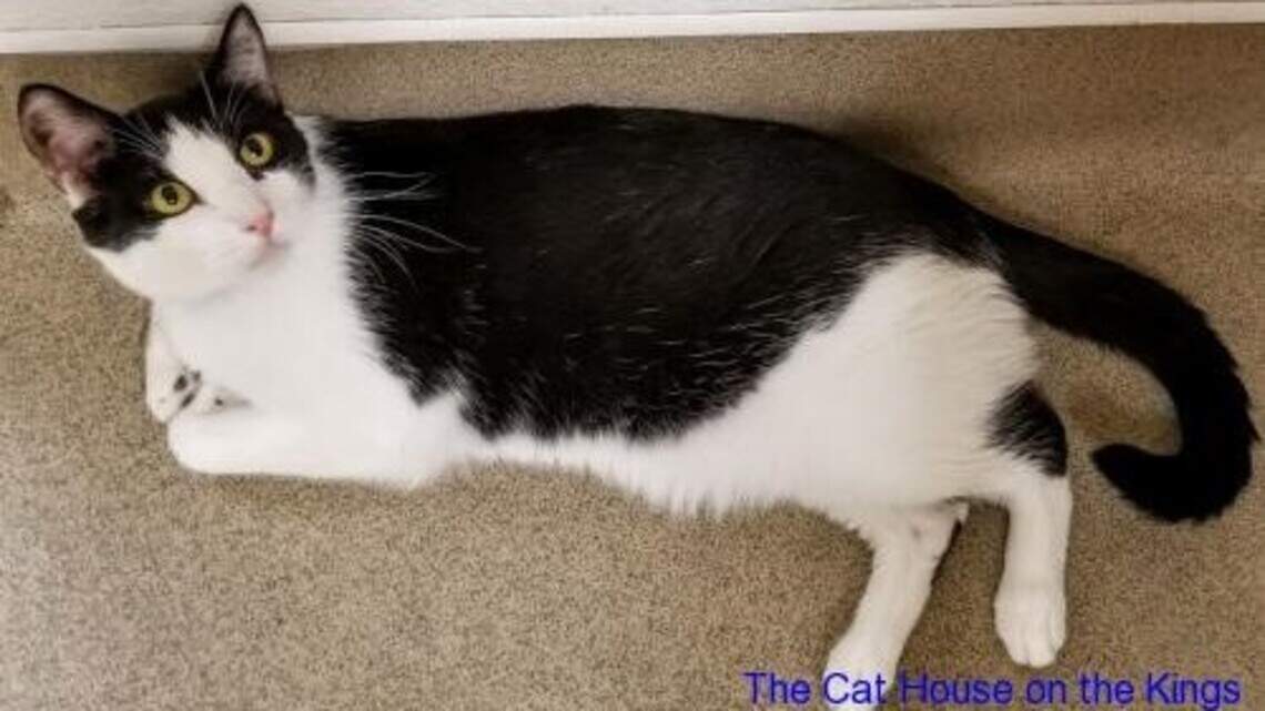 Avalon, Checkers, Floyd and Prince are looking for new homes!