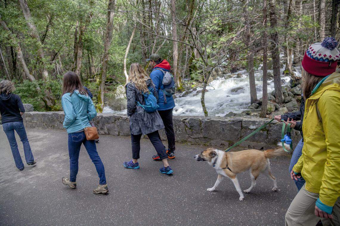 One of the outdoor adventures offered by the Yosemite Conservancy is an excursion for dog-lovers.