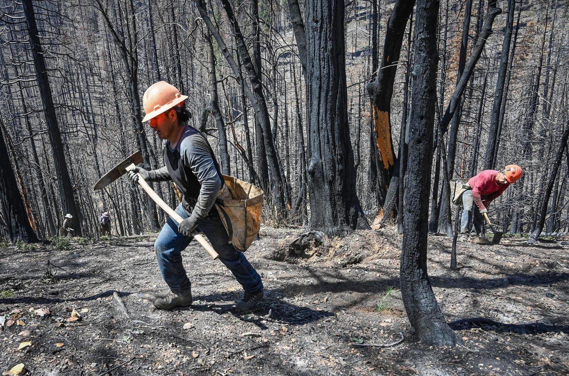 Tree planting crew members plant conifer seedlings while rehabilitating forestland scorched in the 2020 Castle Fire in the Mountain Home Demonstration State Forest on Tuesday, April 26, 2022.