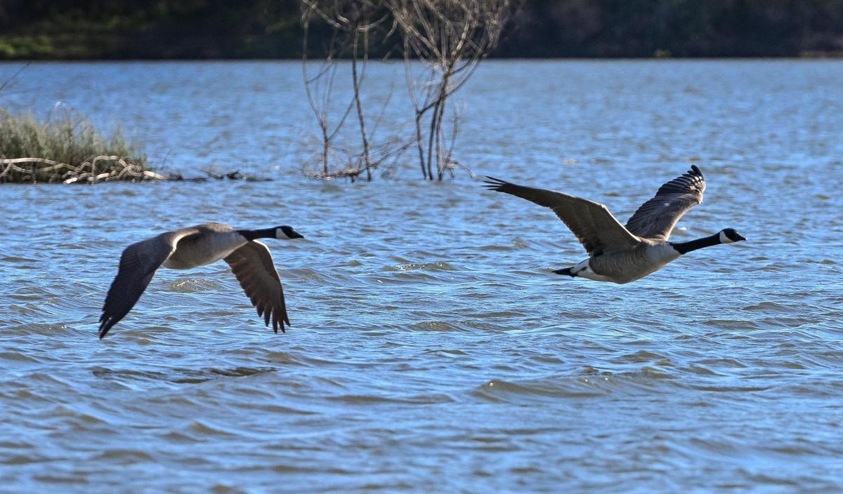 Gansos canadienses vuelan justo por encima del agua en Milburn Pond, al norte de Fresno, el jueves 14 de marzo de 2024.