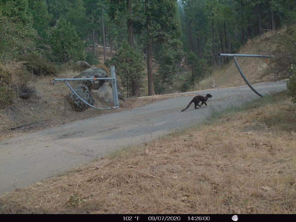 Screenshot of a photo posted to a mountain area Facebook page by a Scott Silva, who said he saw the animal fleeing wildfire.