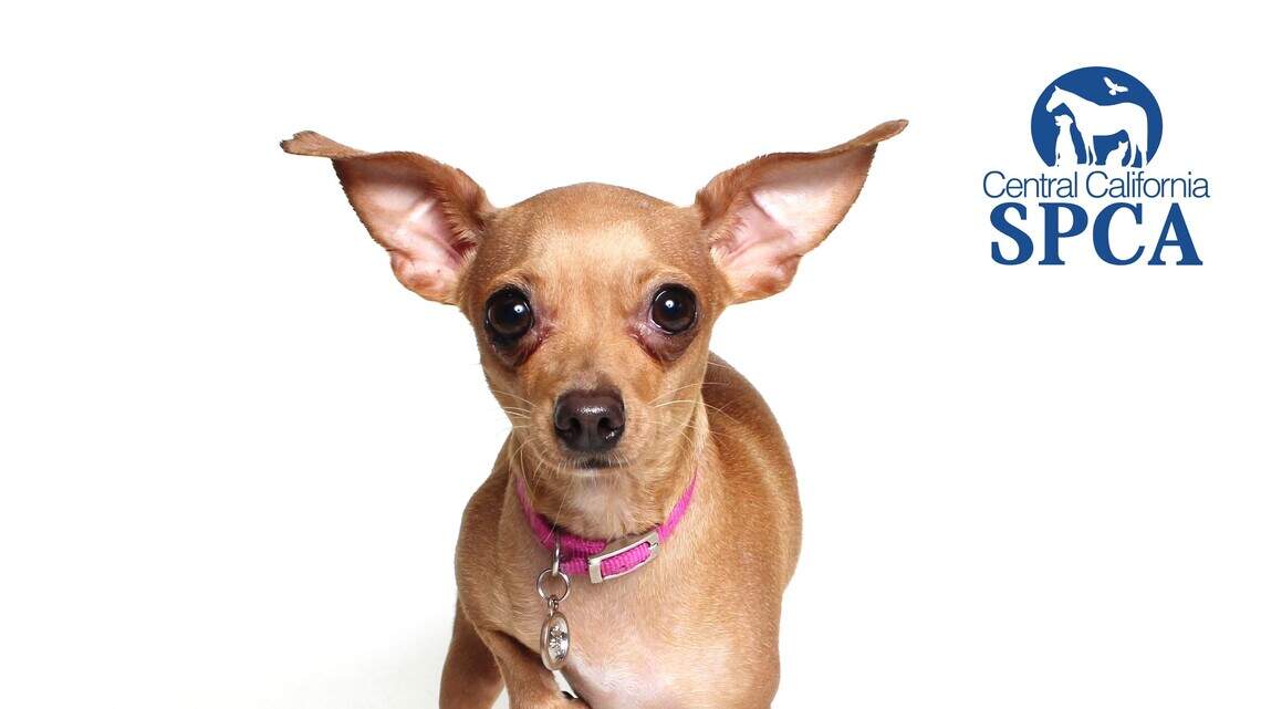 Mary, Minnie and Pepper are looking for new homes!