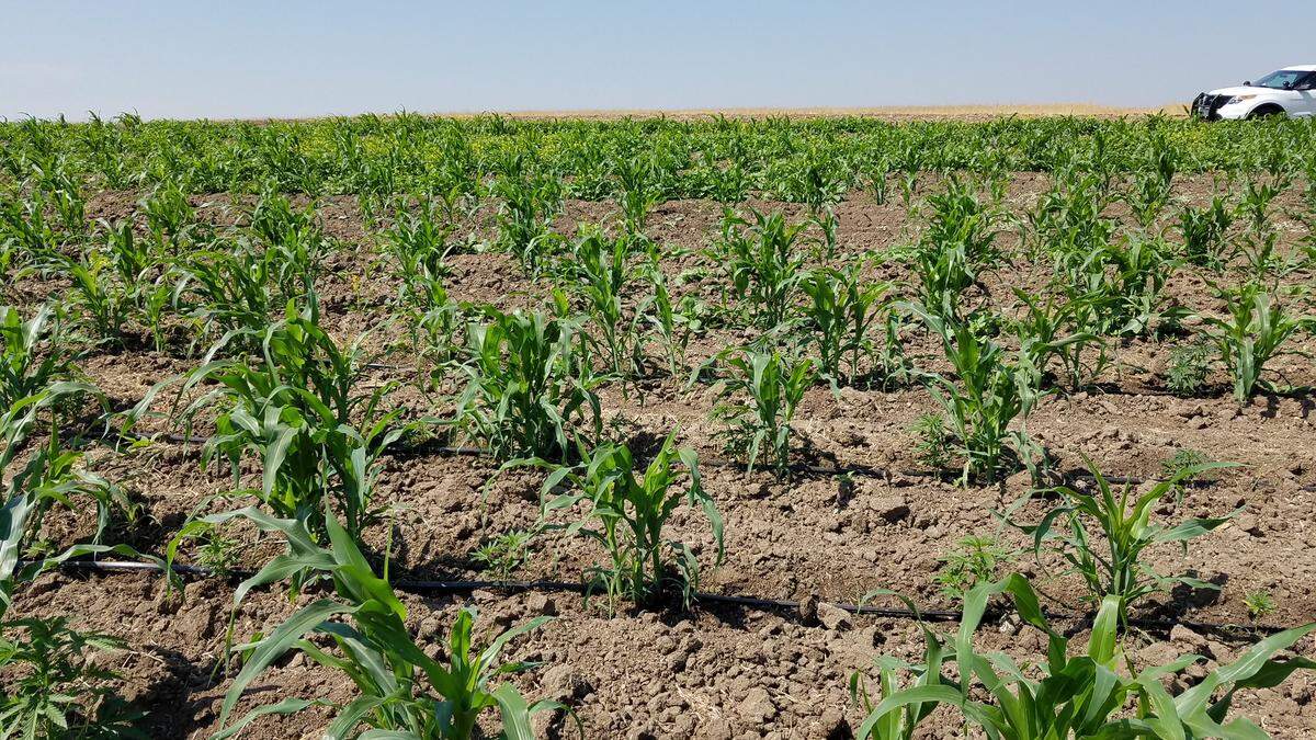 A large marijuana grow was allegedly found in Terra Bella on Tuesday, Aug. 28, 2018.