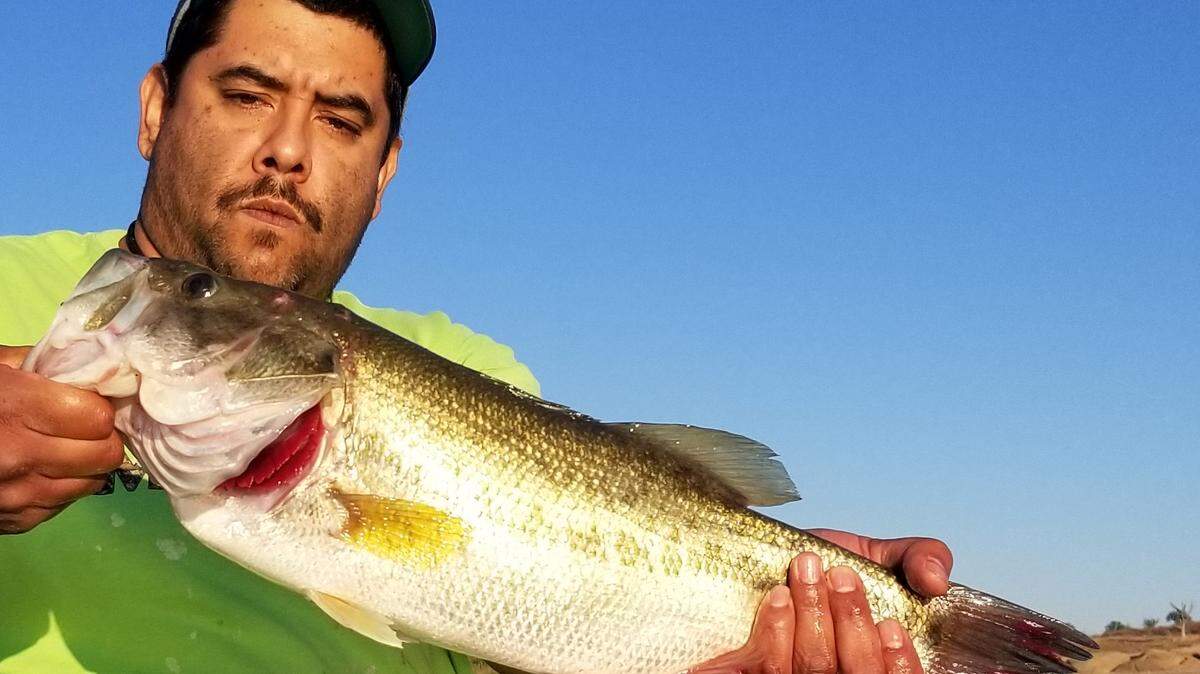 Terry M. Saiz Jr. says he and fishing buddy Vincent Garcia (pictured) were at Hensley Lake on Sunday. Saiz writes, “Around 7:20 a.m. on the east end of the lake this largemouth bass was caught using Googan’s Bait 10-inch Mondo worm Green Pumpkin on a Texas Rig.” The fish weighed 4.75 pounds.