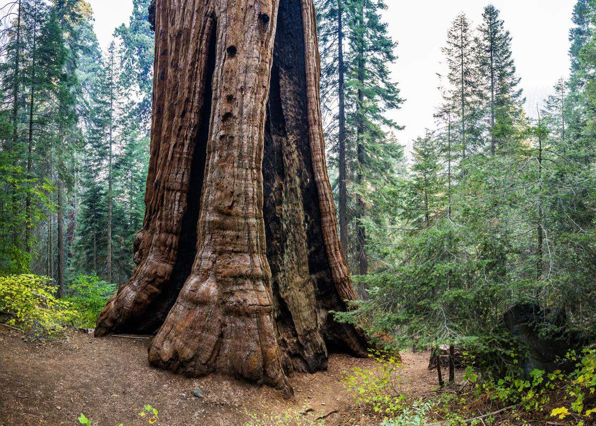 The Stagg Tree in the Alder Creek grove of giant sequoias is the fifth largest known tree in the world.